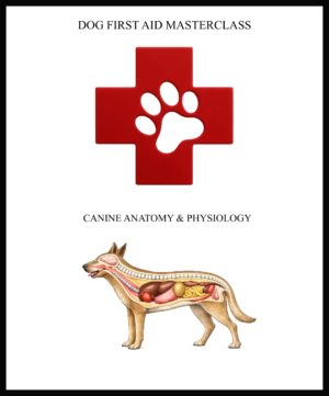 FIRST AID & CANINE ANATOMY